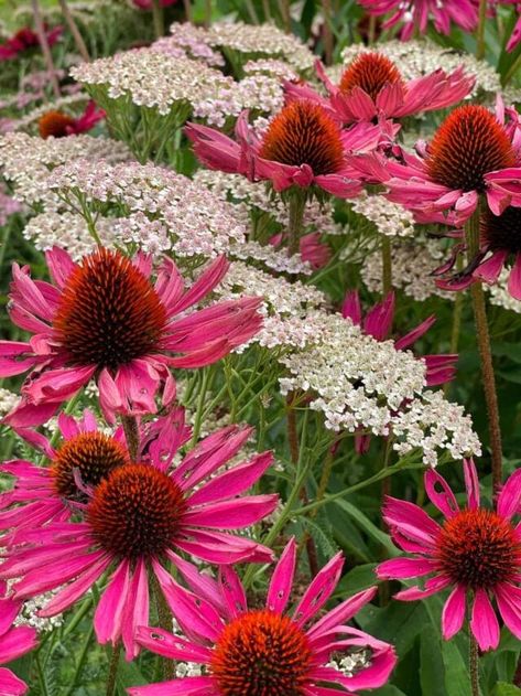 Coneflower Flower Bed, Coneflower Garden Ideas, Green Twister Coneflower, Summer Perennials Flower Beds, What To Plant With Coneflowers, Coneflower Garden Design, Purple Coneflower Garden, Coneflower Companion Plants, Cone Flowers Landscaping