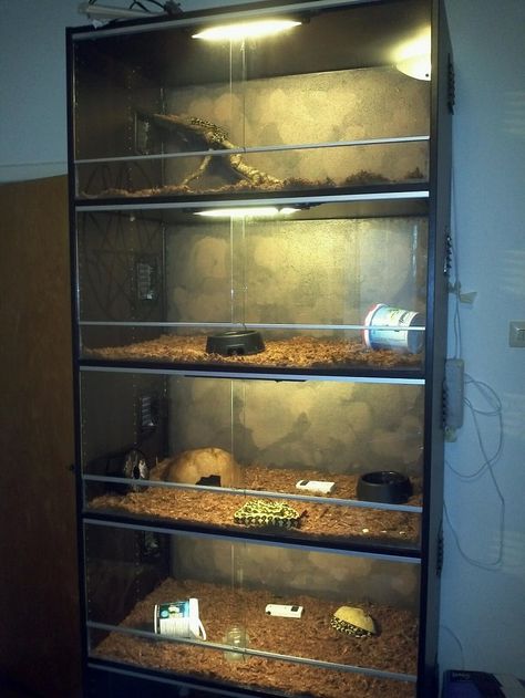 Snake Tanks, Snake Habitat, Reptile Rack, Snake Cages, Diy Snake, Diy Reptile, Snake Terrarium, Snake Enclosure, Danger Noodles