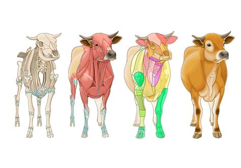 Cow Skeleton, Bull Cow, Animal Anatomy, Vet Med, Cow Painting, Veterinary Medicine, The Bull, The Cow, Scientific Illustration