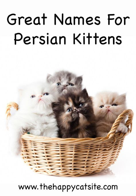 persian cat names - great names for your cat. #catsite #pet #pets #dog #cat #dogs #cats #petname #petnames #dogname #catname #namefordog #nameforcat #bestpetsname Persian Cat Names, Reference Expressions, Cats Reference, Sitting Photography, Cats Orange, Cat Persian, Cute Cat Names, Bed High, Persian Kitten