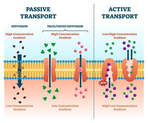 Active Transport Biology, Atp Biology, Cell Membrane Transport, Cell Biology Notes, Passive Transport, Active Transport, Microbiology Study, Cell Transport, Biology Poster