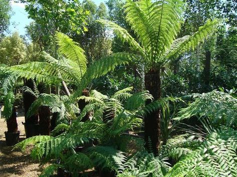 Tropical Plants Uk, Dicksonia Antarctica, Fern Care, Ferns Care, Irish Garden, Ferns Garden, Jungle Gardens, Tree Fern, Gravel Garden