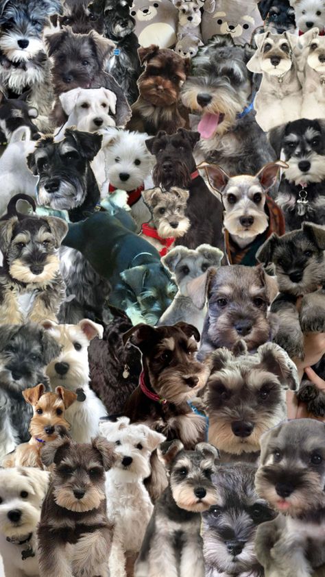 Adorable Schnauzers cute collage background schnauzer puppy wallpaper Cute Schnauzer, Cute Collage, Puppy Wallpaper, Schnauzer Puppy, Collage Background, Dog Love, Puppies, Collage, Dogs