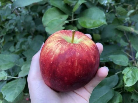 Zone 4 The Braeburn apple tree, a semi-dwarf apple tree, is a cultivar that produces firm, crisp, and very juicy apples with a mildly sweet tart flavor. The Braeburn is also a heavy producer, yielding medium to large apples. The skin is green overlaid with stripes of dark crimson and the delicious fruit stores very well. The Braeburn Apple Tree is self-fruitful but pollinates well with the Fuji Apple Tree and ripens late October into early November. 500 chill hours. Braeburn Apple, Wallpapers Apple Watch, Apple Watch Faces Wallpapers, Watch Faces Wallpapers, Apple Watch Wallpapers, Watch Wallpaper Apple, Tree House Drawing, Tree Braids Hairstyles, Watch Wallpapers