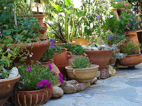 Orchid Fertilizer, Orchid Plant Care, Mediterranean Plants, Container Gardening Flowers, Edible Landscaping, Cold Frame, Garden Containers, Mediterranean Garden, Container Gardens