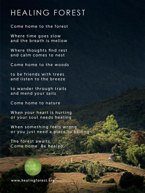 Healing Forest Poem Forest Poem, Forest Quotes, Horticulture Therapy, Tree Poem, Changes In Life, Nature Poem, Japanese Forest, Shinrin Yoku, Calm Mind