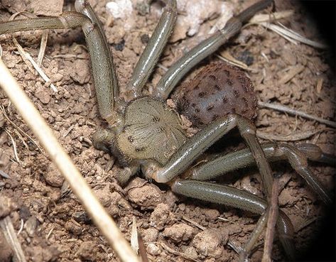 The 10 Most Dangerous Spiders in the World | Outdoor Life Spider Bite Symptoms, Venomous Spiders, Dangerous Spiders, Funnel Web Spider, Poisonous Spiders, Arachnids Spiders, Spiders And Snakes, Spider Venom, Spider Species