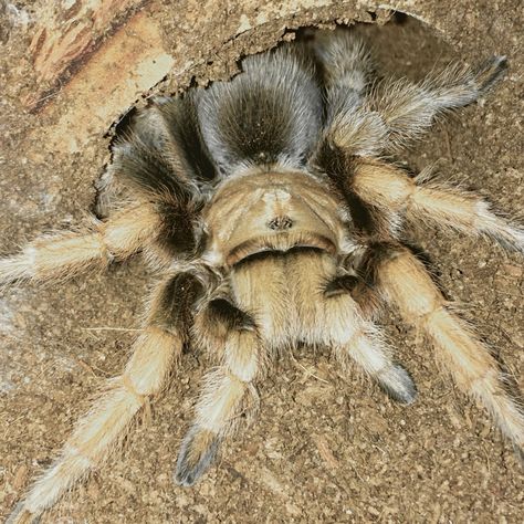 aphonopelma chalcodes - arizona blonde tarantula Arizona Blonde Tarantula, Beautiful Angel, Arachnids, Spiders, Insects, Arizona, Cute Animals, Blonde, Angel