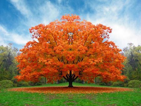 Beautiful Orange Tree - autum, orange, nature, grass, tree, trees, field, sky, blue, clouds Belle Nature, Orange Tree, Autumn Scenery, Tree Hugger, Autumn Beauty, Lombok, Oak Tree, Beautiful Tree, Autumn Trees