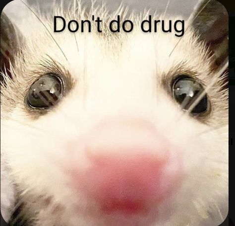 Dont do drug Possum Cute, Boy Gang, Baby Possum, Awesome Possum, Cute Ferrets, Cute Small Animals, Cute Rats, Trash Panda, Pretty Animals