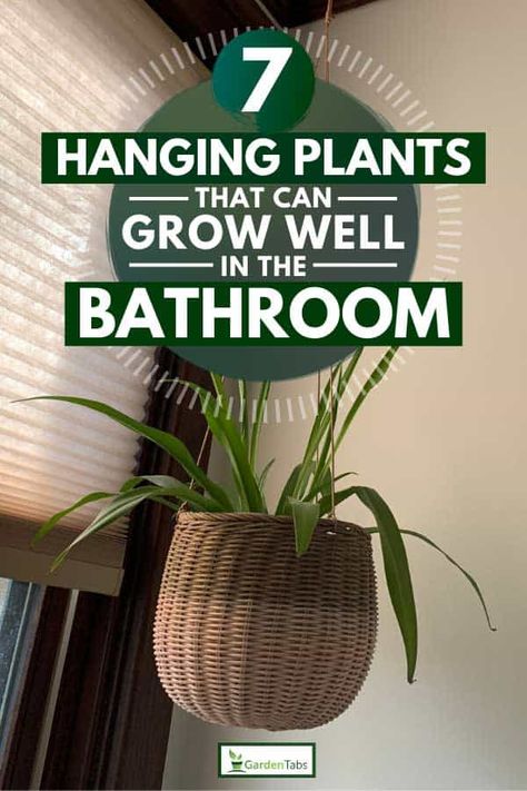 Spider Plant Indoor, Plant Bathroom, Indoor Ferns, Types Of Houseplants, Large Indoor Plants, Evergreen Vines, Plant Window, Asparagus Fern, Hanging Plants Indoor