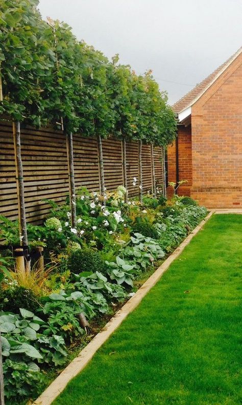 Garden With Hedge Borders, Timber Garden Border, Small Covered Garden Ideas, Using Trees As A Privacy Fence, Hedge And Fence, Lemon Tree Hedge, Under Planting Ideas, Privacy Plants Backyard, Planting Under Pleached Trees