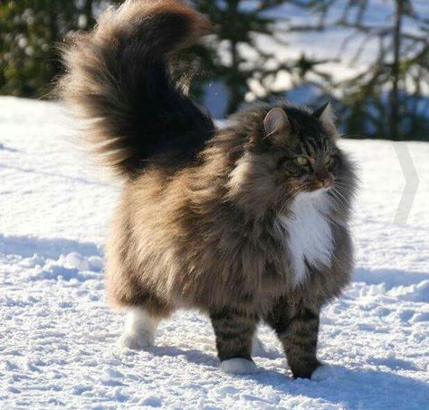 Mountain Cat Norwegian, Norigian Forest Cat, Norweign Forest Cat, Brown Norwegian Forest Cat, Oulu Finland, Warrior Cat Oc, Norwegian Forest, Gorgeous Cats, Forest Cat