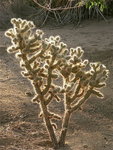 jumping cholla cactus Cholla Cactus, Desert Cactus, Saved Pins, Wolf Tattoos, West Texas, Pattern Collection, Cactus Garden, Backyard Pool, Botany