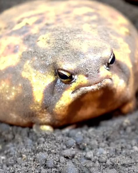 Chubby little rain frogs | So squishy 😊 🐸 | By UNILAD | Facebook Dessert Rain Frog, Tiny Fluffy Dog, Rain Frogs, Chubby Animals, Desert Rain Frog, Types Of Frogs, Rain Frog, Desert Rain, Fat Animals