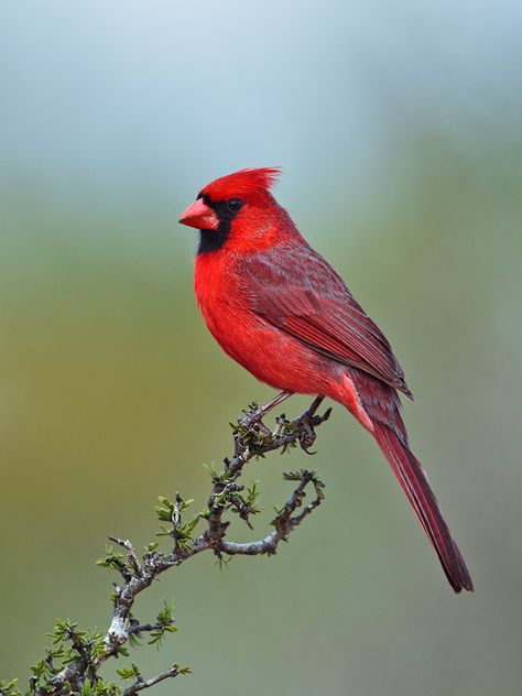 Northern Cardinal Northern Cardinal Photography, Cardinal Linocut, Cardinal Reference, Cardinal Aesthetic, Red Birds Cardinal, Cardinal Photography, Cardinal Bird Tattoos, Cardinal Photo, Cardinal Drawing