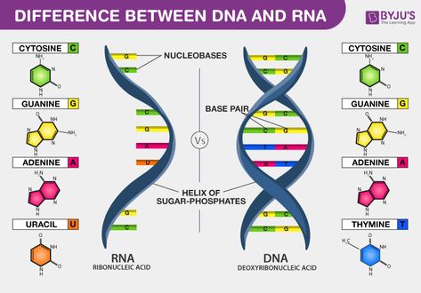 Difference Between DNA and RNA Dna Transcription, Dna And Genes, Dna And Rna, Nuclear Membrane, Recombinant Dna, Mitochondrial Dna, Dna Molecule, Dna Sequence, Human Genome