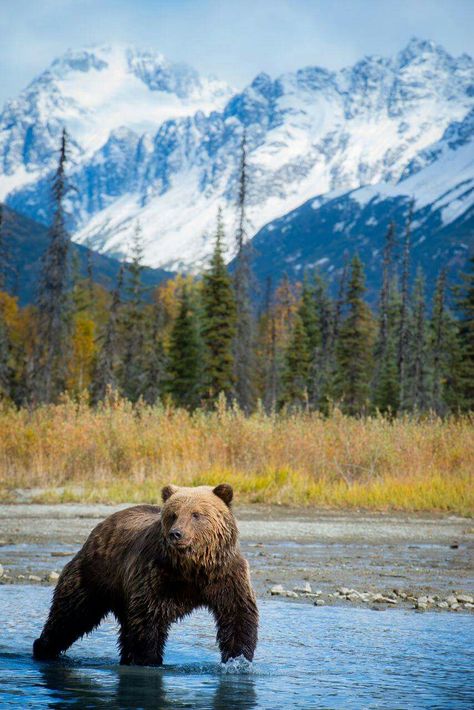 Lake Clark National Park, Alaska Black Bear Photos, Jennie Whistle, Alaska Animals, Canadian Wilderness, Alaska Photography, Bear Fishing, Alaska Wildlife, Wild Kingdom, Bear Photos