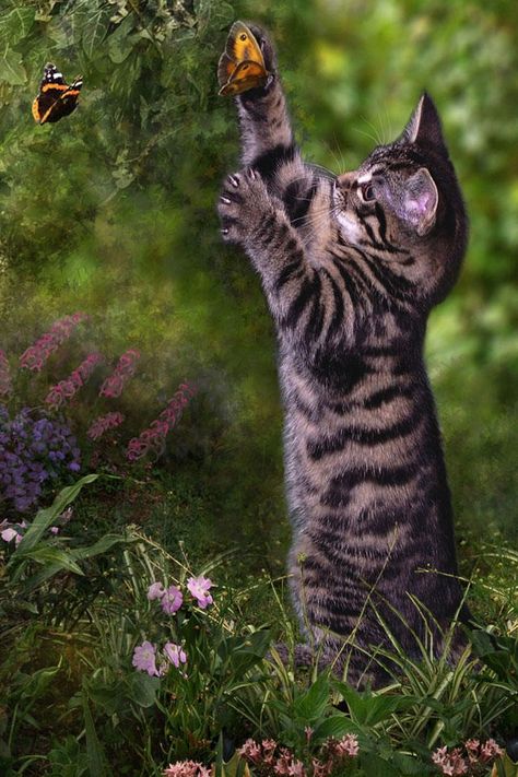 Curious Gray Tiger Kitten Playfully Chasing Butterflies. Cat Batting At Butterfly, Cat Playing With Butterfly, Cat Chasing Butterfly, Tiger Kitten, Chasing Butterflies, Cat Language, Beautiful Kittens, Jane Goodall, Cats Illustration