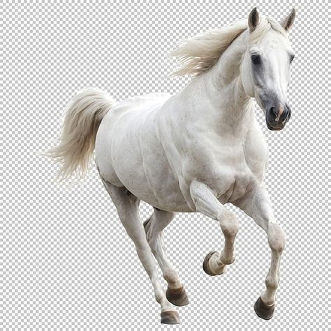 White Arabian Horse, Horse Png, Horse Running, People Png, Band Poster, Running Horse, Png Aesthetic, Max On, Running Horses