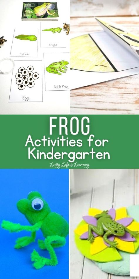 If you're looking for fun activities to do that have something to do   with frogs or frog life cycle, these Frog Activities for Kindergarten   are perfect for your homeschool science lessons or unit study. Our list   includes interesting crafts, printables, worksheets, and more! Frog Unit Study, Amphibians Activities, Frog Life Cycle Activities, Homeschool Science Lessons, Farm Math, Biology For Kids, Frog Activities, Frog Life Cycle, Interesting Crafts