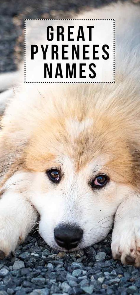 Great Pyrenees Names - Great Names For Your New Great Friend Great Peranease Dog, Great Pyrenees Puppy Names, Great Pyrenees Anatolian Shepherd, Butters Leopold, Great Pyrenees Funny, Golden Pyrenees, Great Pyrenees Puppies, Names Dog, Pyrenees Puppies