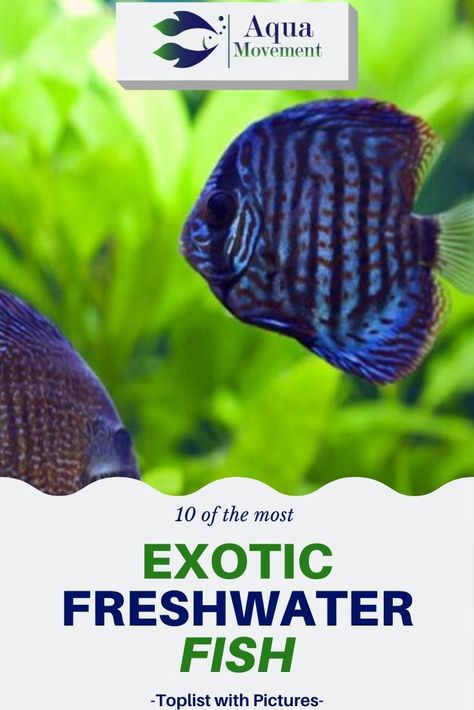 In this guide, you’ll find everything you need to know about the most exotic and coolest freshwater aquarium fish including a toplist with pictures. Read more! Best Aquarium Fish, Fish Varieties, Tropical Freshwater Fish, Fresh Water Fish Tank, Freshwater Aquarium Fish, Cool Fish, Fish Care, Marine Fish, Types Of Fish