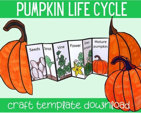 20 Activities To Teach The Pumpkin Life Cycle - Teaching Expertise Pumpkin Life Cycle Craft, Science Foldables, Life Cycle Of A Pumpkin, Pumpkin Science, Life Cycle Craft, Fall Science, Pumpkin Life Cycle, Craft Preschool, Life Cycles Activities