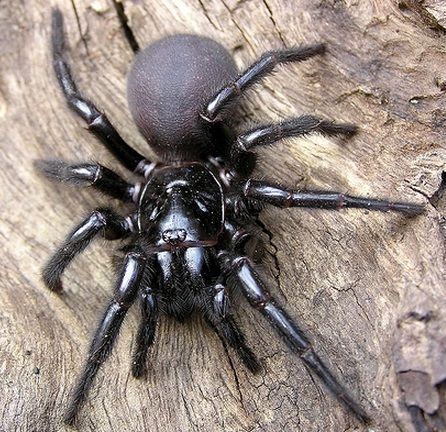 Basically spiders are the best reason to visit Australia -  This here is the Sydney Funnel Web Spider #Spiders Sydney Funnel Web Spider, Giant Huntsman Spider, Spiders In Australia, Dangerous Spiders, Funnel Web Spider, Venomous Animals, Scared Of Spiders, Poisonous Spiders, Huntsman Spider