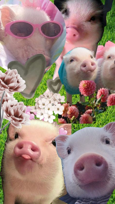 Pigs Wallpaper Iphone, Cute Pigs Aesthetic, Pig Aesthetic Wallpaper, Pink Pig Wallpaper, Cute Pig Wallpaper, Pigs Wallpaper, Cute Pink Aesthetic, Pig Cute, Cute Iphone Wallpaper Tumblr