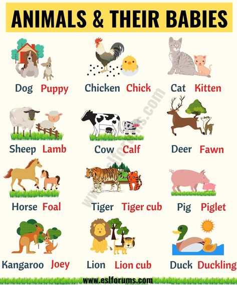 Cute Baby Animals: Learn Popular Animals and Their Babies! - ESL Forums Animals And Their Babies, Animals Name In English, Baby Animal Names, Materi Bahasa Inggris, Stem Elementary, English Activities For Kids, Collective Nouns, Learning English For Kids, Gk Knowledge