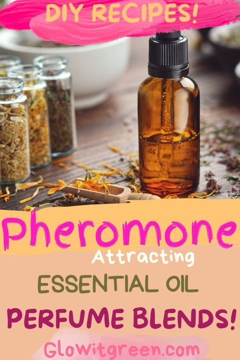 Make DIY perfume blends with attraction properties at Glowitgreen.com! Pheromones, the mystical chemical compounds in our bodies that signal attraction, can be mimicked by certain essential oils and mixed into recipes to inspire love, attraction, and warmth! Click for more information about pheromone scents, and be inspired by these blend recipes to create your love potions! Love Potion Essential Oil Blend, Pheromone Essential Oil Blend, How To Make Pheromone Oil, Pheromone Perfume Diy, Diy Fragrance Oil, Infused Oil Recipes, Body Oil Recipe, Diy Perfume Recipes, Essential Oil Perfume Blends