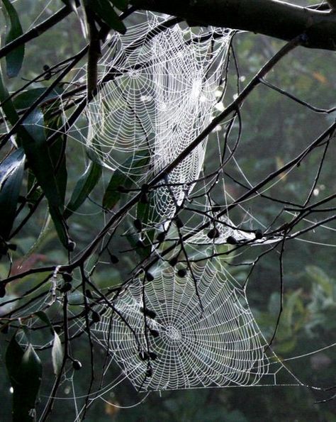 Astonishing Photographs of Spider Webs Macro Fotografie, Spider Art, Airbrush Art, Foto Art, Black N White Images, White Picture, Black White Photos, Black N White, Foto Inspiration