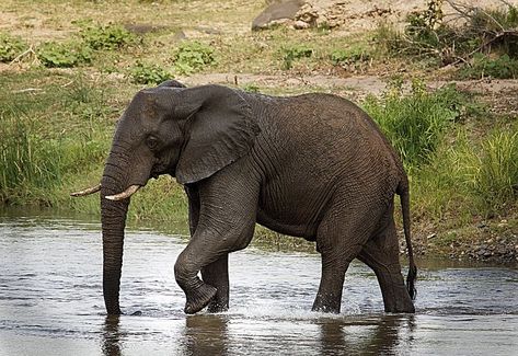 Black And White Elephant, Elephant Photography, Elephant Wallpaper, Elephant Home Decor, Elephant Images, Elephant Pictures, Elephants Photos, Elephant Drawing, River Bed