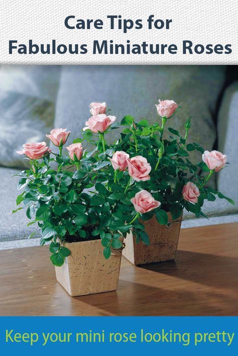 Got a potted miniature rose? These care tips will keep it flowering longer. #MyGardenLife #MiniRose #MiniatureRose #flowers #GardeningTips