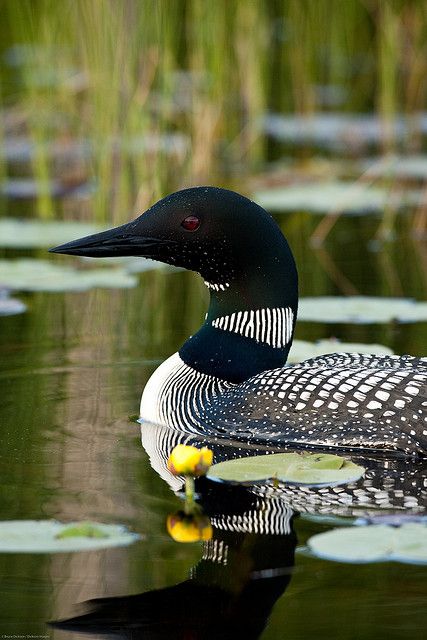 Loon. via Belinda Chatsuwan. The Creator is the Master designer whose creations never cease to surprise and amaze me. Common Loon, Kinds Of Birds, All Birds, Exotic Birds, Pretty Birds, Bird Photo, Sphynx, Colorful Birds, Wild Life