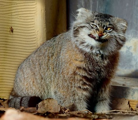 Pallas Cat Funny, Pallas Cat Kittens, Pallas Cat Sitting On Tail, Manul Cat, Cats In Unusual Places, Pallas Cats, Pallas Cat, Pallas's Cat, Feral Cat