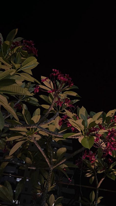 Night Plants Aesthetic, Flower Night Aesthetic, Night Esthetics, Night Garden Aesthetic, Night Plants, Flowers At Night, Plant Night, Flower Night, Night Flowers