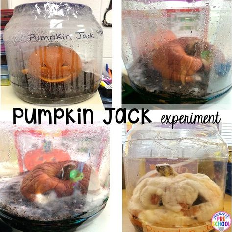 October Science Kindergarten, Pumpkin Jack Science Experiment, Fall Science Experiment Preschool, Pumpkin Science 1st Grade, Pumpkin Baking Soda Experiment, Pumpkin Decomposition Experiment, Pumpkin Curriculum Preschool, Pumpkin In A Jar Experiment, Rotting Pumpkin Experiment