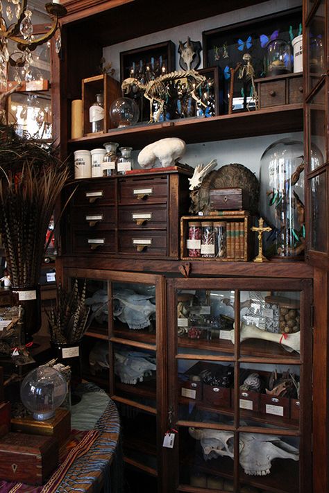 Curio Shop Aesthetic, Cabinet Of Curiosity Aesthetic, Shelf Of Curiosities, Cabnit Of Curiosities, Cabinets Of Curiosities, Oddities Shop Aesthetic, Witches Cabinet Ideas, Antique Shop Aesthetic Dark, Curiosity Cabinet Aesthetic