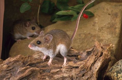 Deer mice Deer Mouse, Mouse Deer, Field Mouse, Mouse Traps, Mouse Rat, Pet Rats, Animal Species, Animal Facts, Cute Mouse