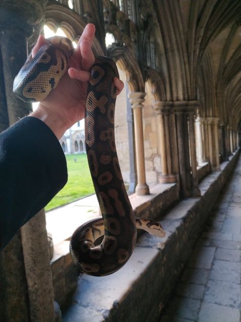 Wild morph ball python held aloft inside an ancient cathedral Hall Python, Snake Climbing Tree, Ball Python Aesthetic, Cinnamon Ball Python, Ball Python Pet, Ball Python Care, Dream Snake, Exotic Pet, Barty Crouch Jr