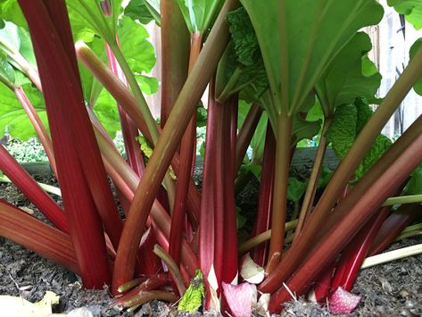 Winterizing Rhubarb, Rhubarb Plant Care, Artichoke Plants, Growing Rhubarb, Rhubarb Plants, Vegetable Planting, Food Forest Garden, Garden Perennials, Perennial Vegetables