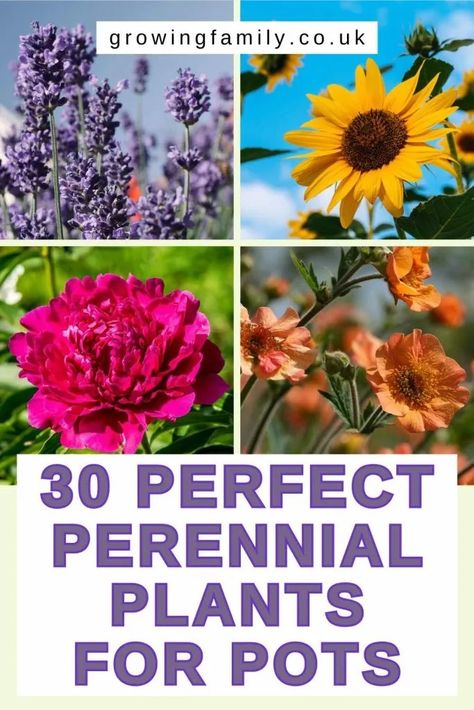 30 best perennial plants for pots and containers - Growing Family Container Bulb Planting, Best Perennials For Pots, Perinials For Planters, Perennials In Pots Container Garden, Perennial Container Plants, Perennial Flowers For Pots, Potted Perennials Planters, Best Perennials For Containers, Perennial Planter Ideas