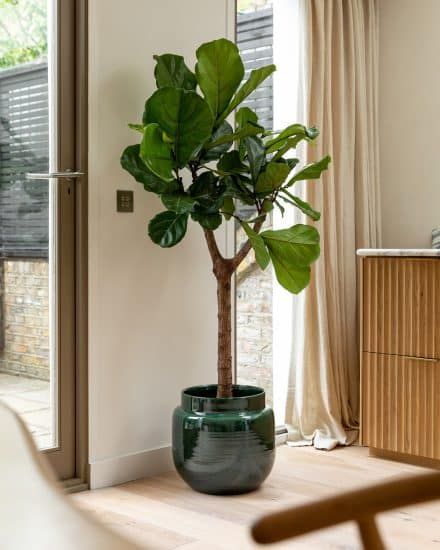 Balcony Shade, Tall Indoor Plants, Fiddle Leaf Tree, Indoor Tree, Indoor Trees, Fiddle Leaf Fig Tree, Ficus Lyrata, Potted Houseplants, Fig Leaves