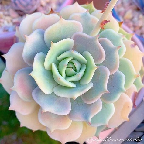 Cool Succulents, Funny Vine, Succulents Pots, نباتات منزلية, Succulent Garden Diy, Propagating Succulents, Pink Plant, Succulent Gardening, Succulent Care