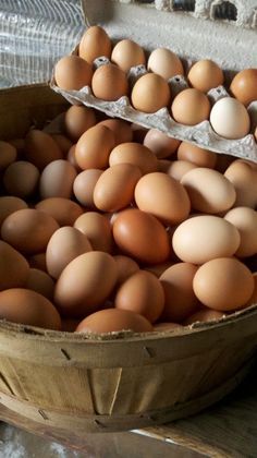 Chickens Backyard Breeds, Vegetable Farm, Best Egg Laying Chickens, Eggs For Sale, Blackberry Farms, Vegetable Farming, Organic Eggs, Marketing Instagram, Farm Fresh Eggs