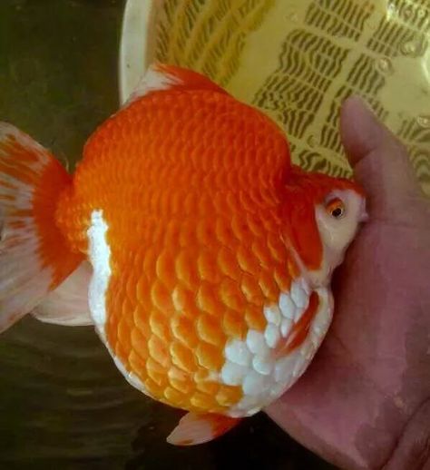 Chubby Goldfish, Ryukin Goldfish, Advanced Higher Art, Fish Pictures, Fancy Goldfish, Higher Art, Cute Fish, Aquatic Animals, High Art