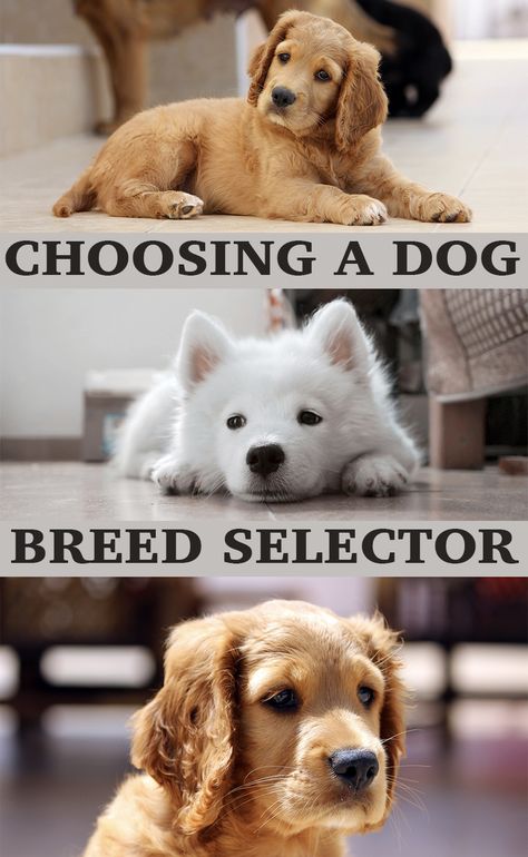 Dog Breed Selector: What Dog Should I Get? - The Happy Puppy Site Small To Medium Dog Breeds, Best Family Dogs That Dont Shed, Best Dog Breeds For First Time Owners, Good Dog Breeds, Cuddly Dog Breeds, Friendliest Dog Breeds, Best Family Dog, Best Family Dogs, Dog Breeds For Families