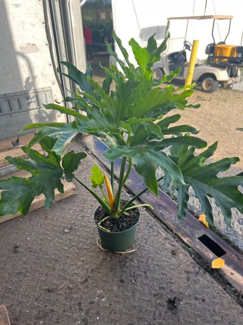 6” Philodendron Selloum Hope 14-20" Philodendron Selloum, Plants